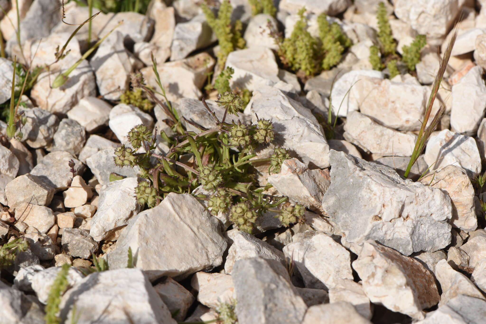 Image of Valerianella discoidea (L.) Loisel.