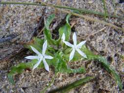 Image of Lapeirousia plicata subsp. plicata