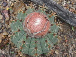 Image of Melocactus zehntneri (Britton & Rose) Leutzelb.
