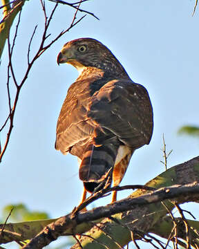 Image of Cooper's Hawk