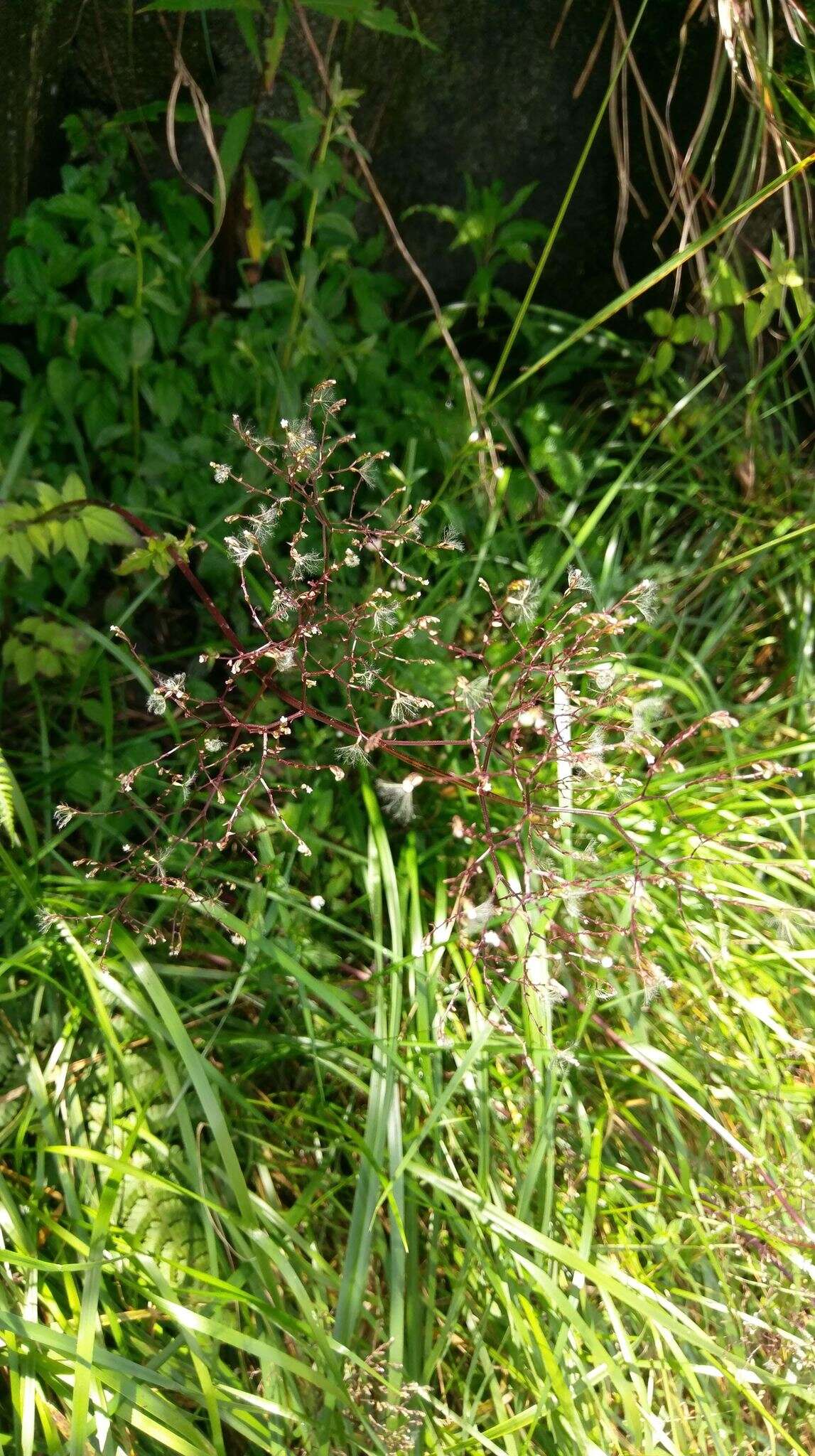 Image of Valeriana flaccidissima Maxim.