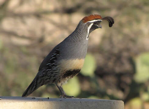 Image of Gambel's Quail