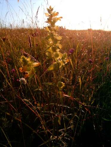 Rhinanthus angustifolius C. C. Gmelin resmi