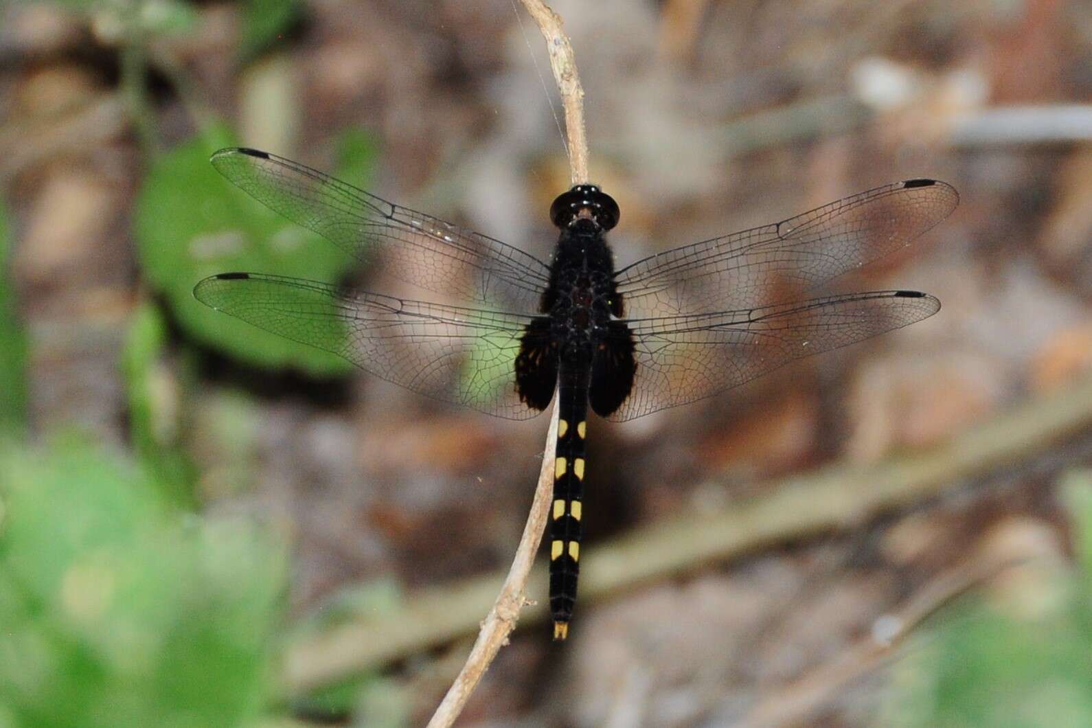 Image of Black Pondhawk