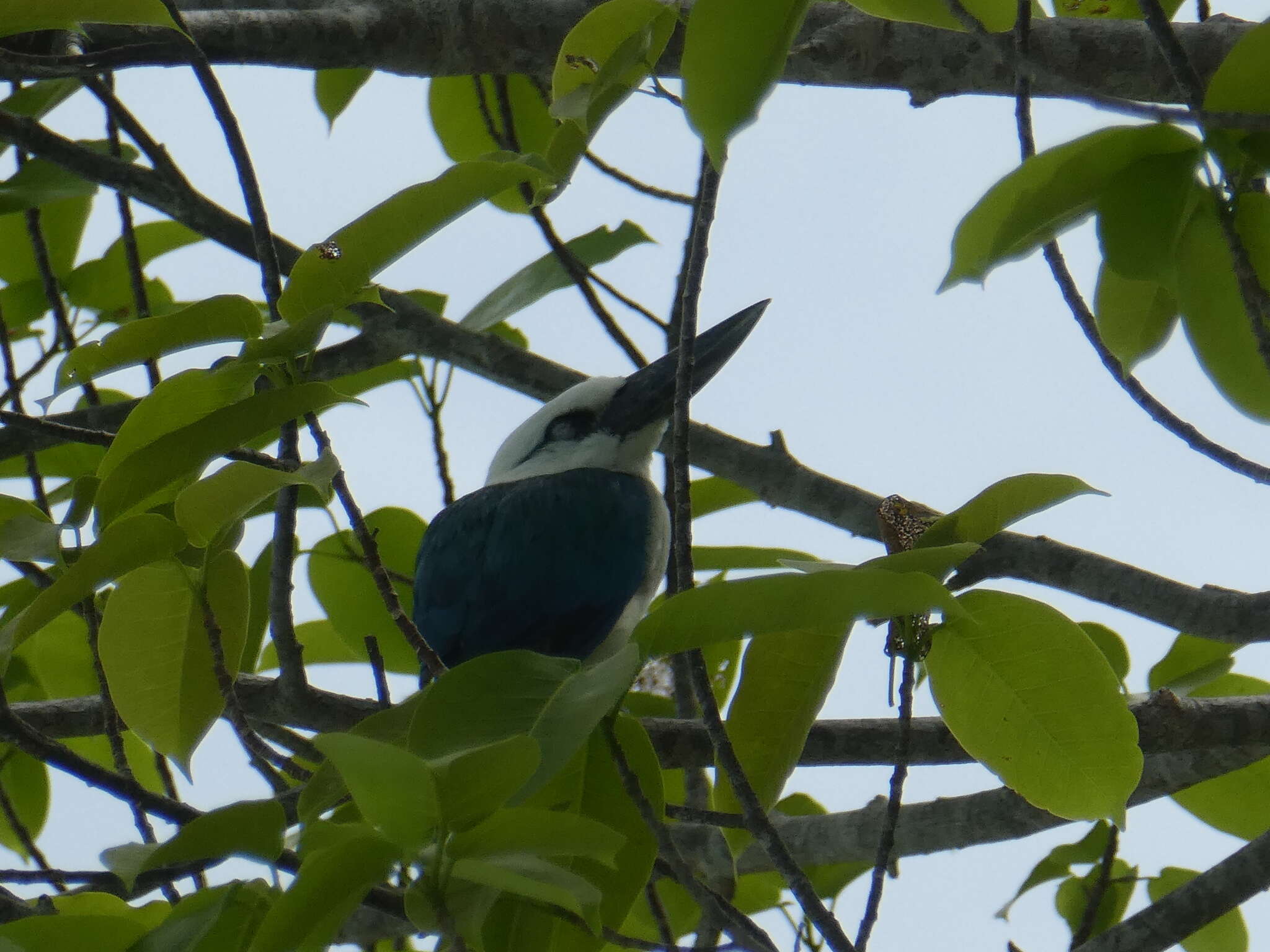 Image of Beach Kingfisher