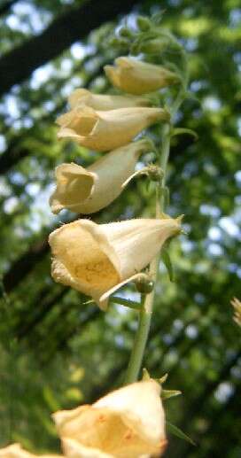 Слика од Digitalis grandiflora Mill.