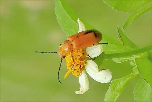 Imagem de Nemognatha (Pauronemognatha) punctulata Le Conte 1853