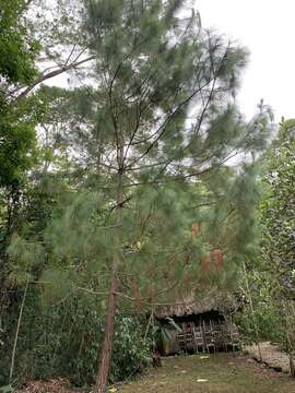 Image of Thin-leaf Pine