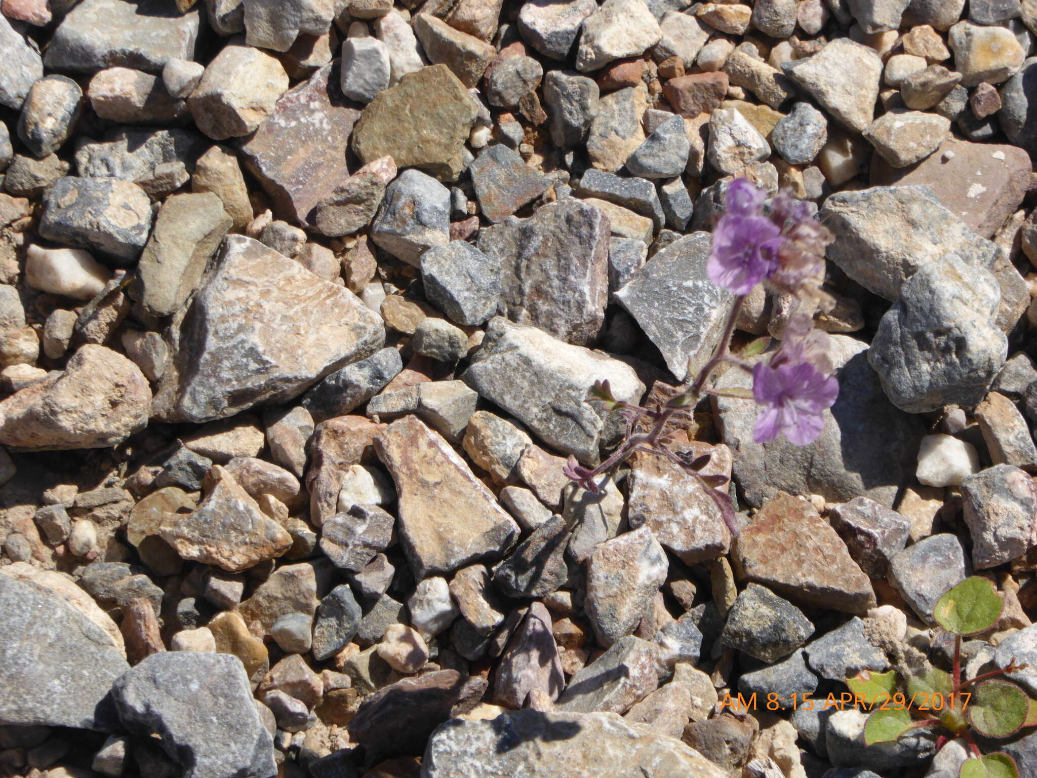 Image of Death Valley phacelia