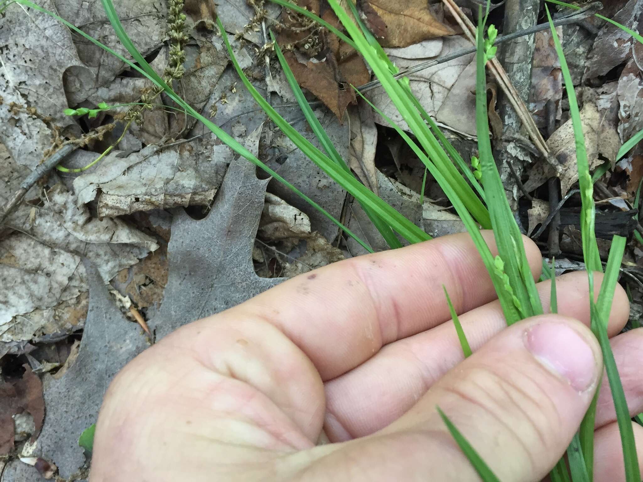 Image of slender woodland sedge