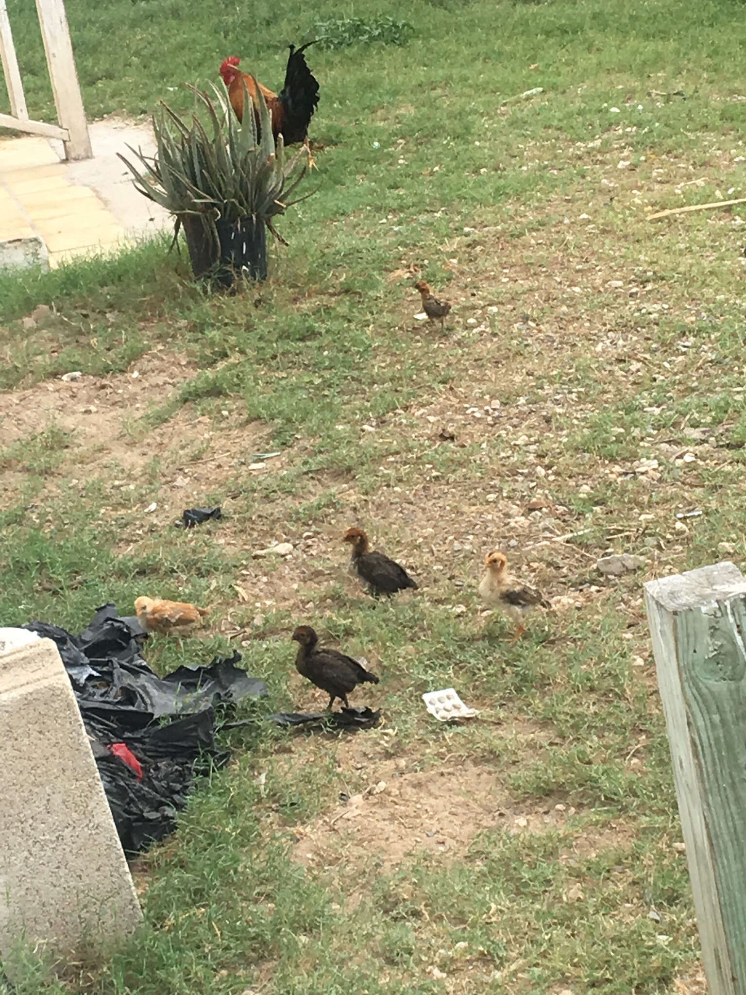 Image of Red Junglefowl