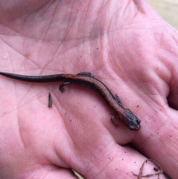 صورة Plethodon cinereus (Green 1818)