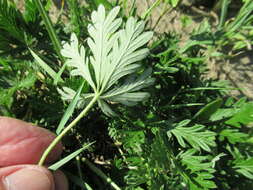 Image of Potentilla angarensis Popov