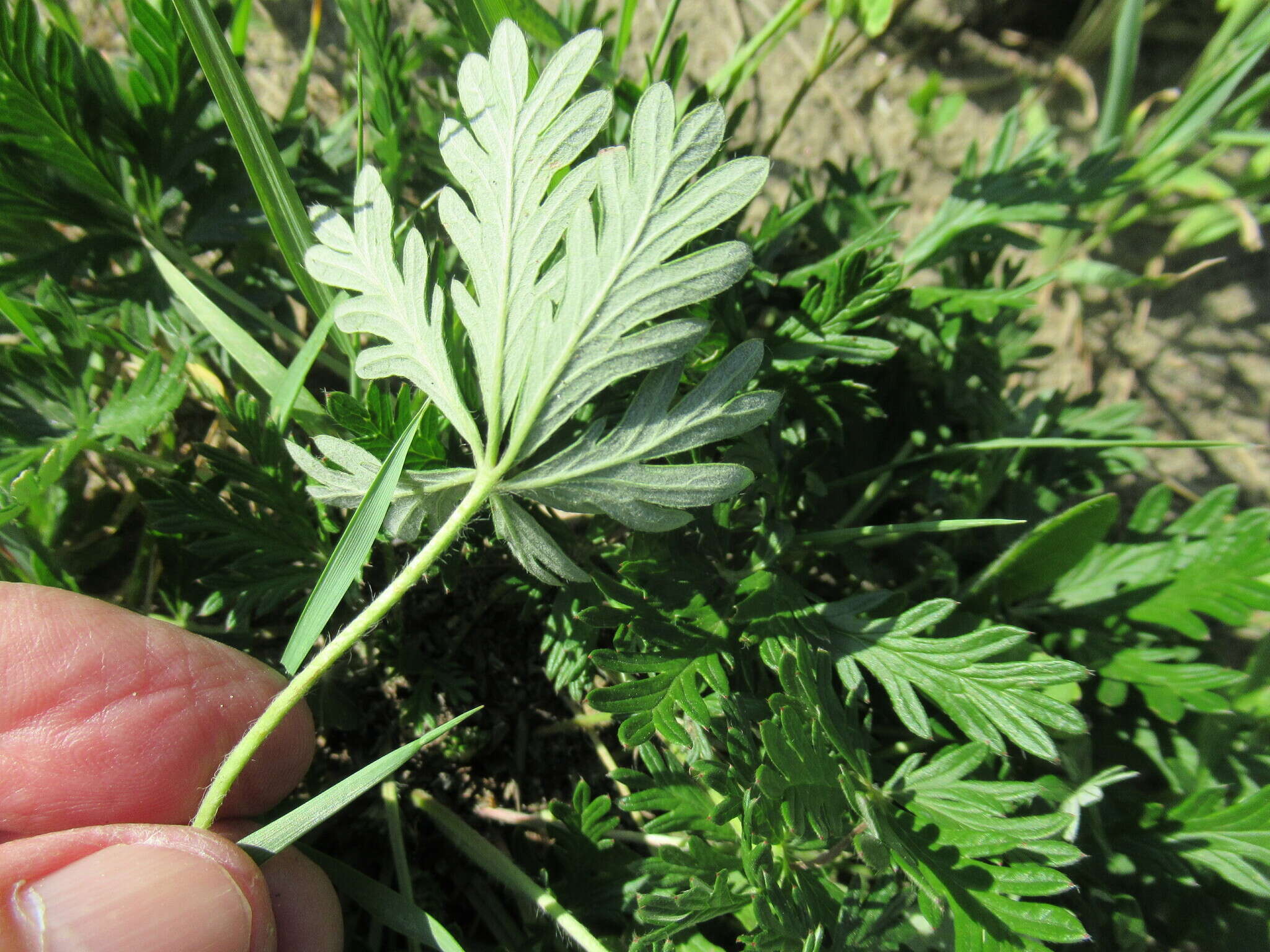 Image de Potentilla angarensis Popov