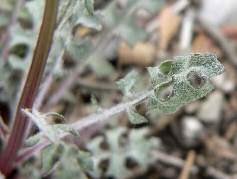 Image of lobeleaf groundsel