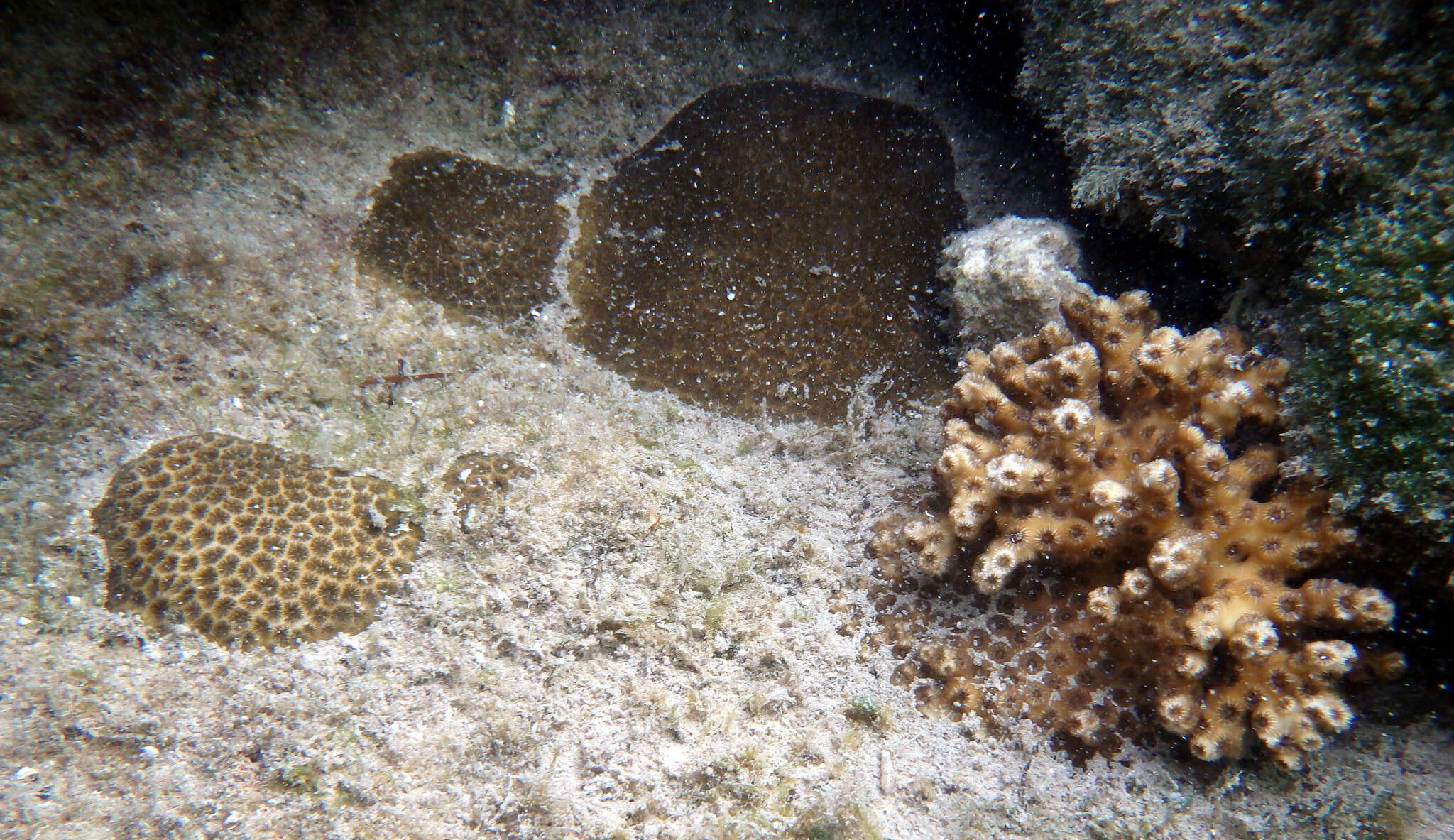 Image of Diffuse Ivory Bush Coral