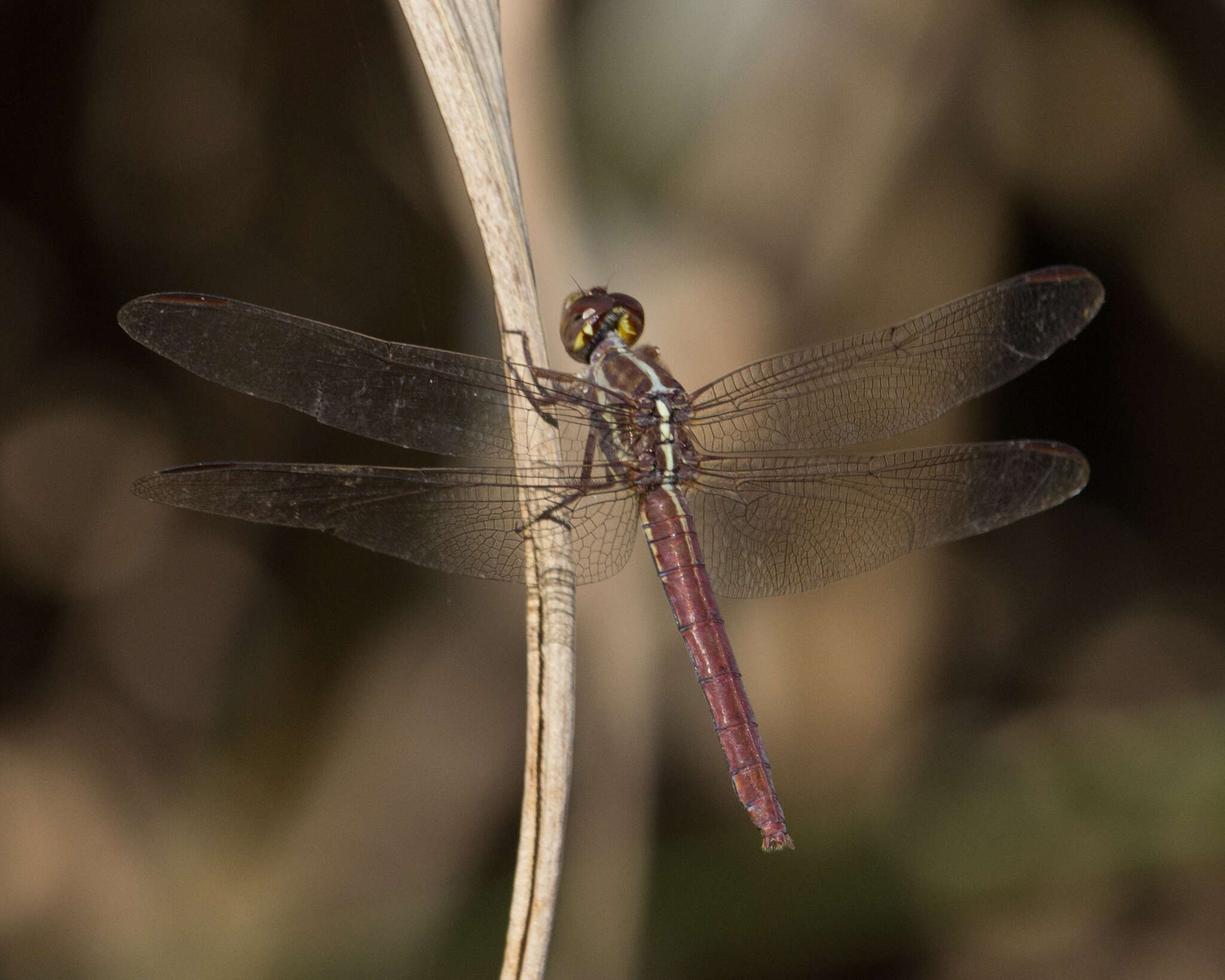 Image of Orthemis aequilibris Calvert 1909