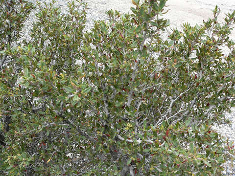 Image of curl-leaf mountain mahogany