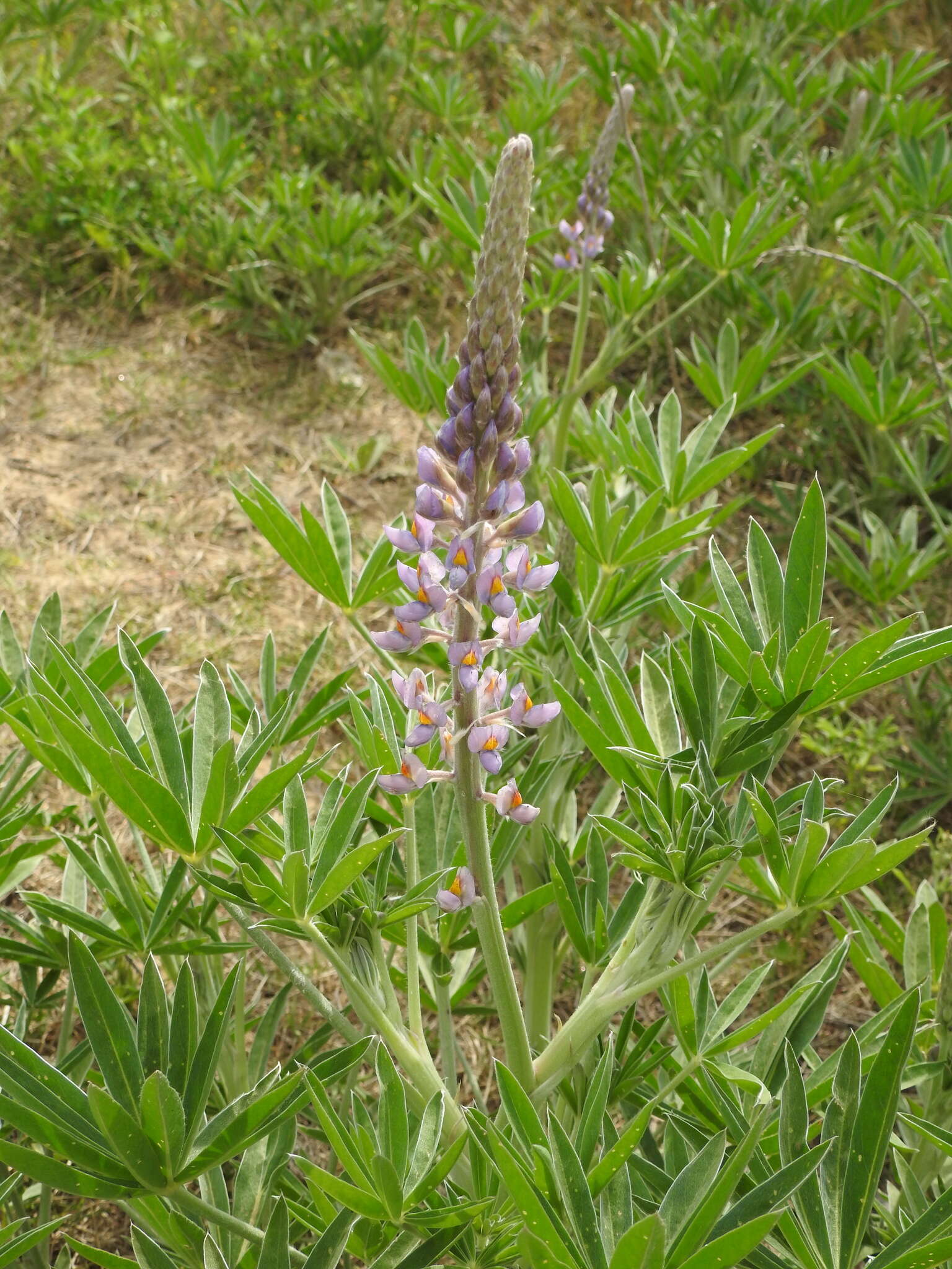 Image of Lupinus albescens Hook. & Arn.