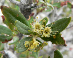 Image of curl-leaf mountain mahogany