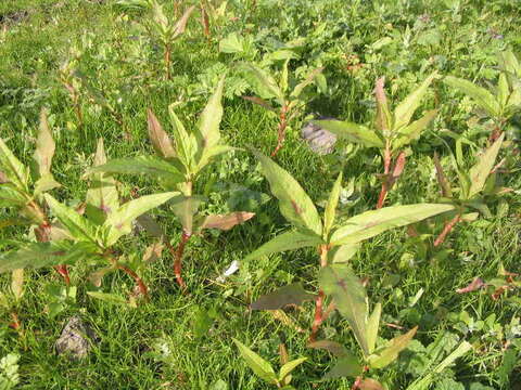 Слика од Persicaria decipiens (R. Br.) K. L. Wilson