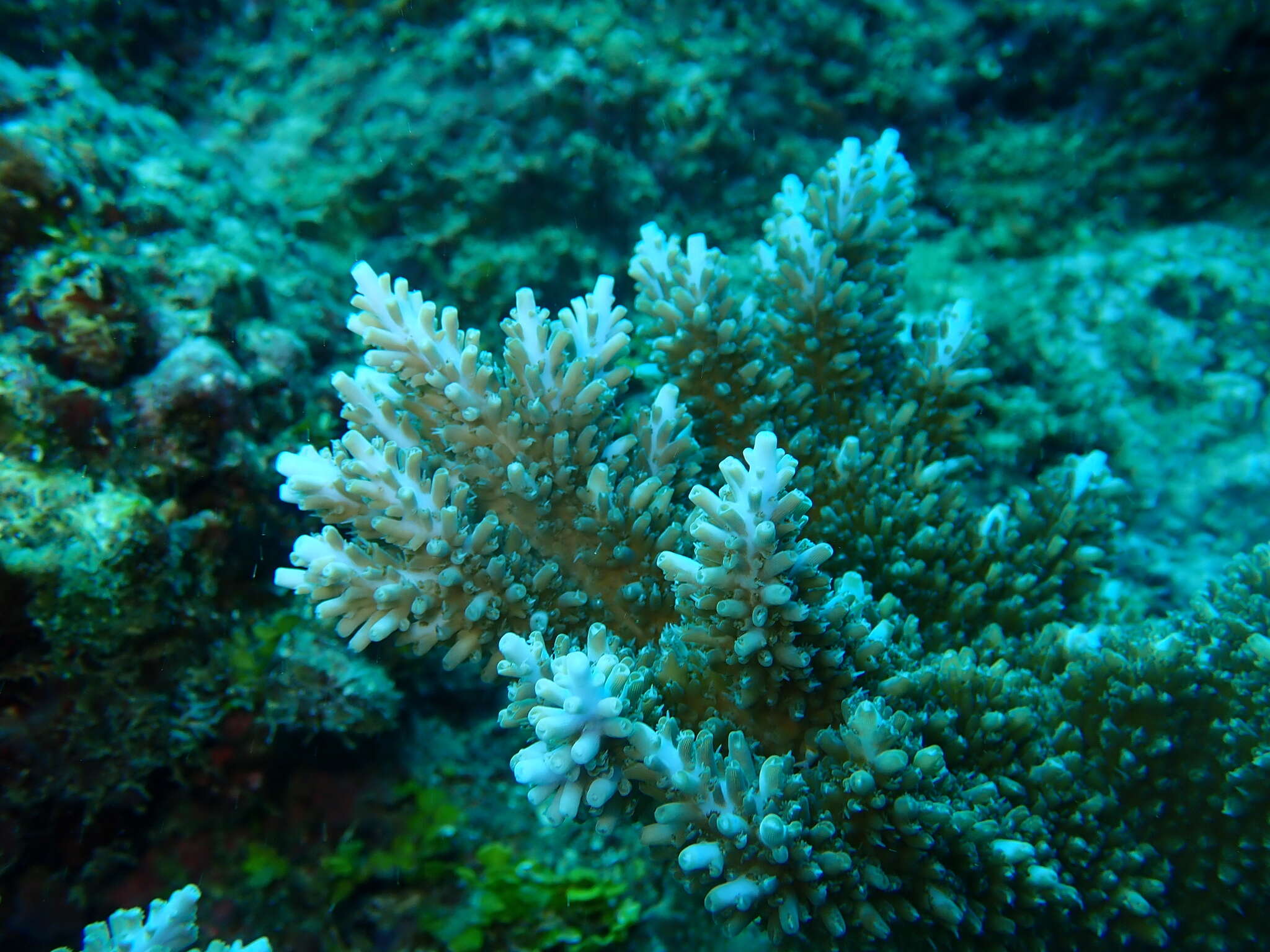 Слика од Acropora abrotanoides (Lamarck 1816)