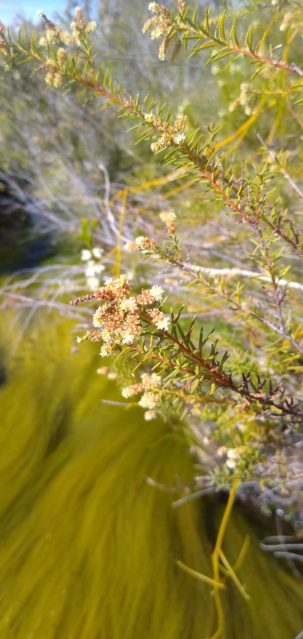 Brunia africana (Burm. fil.) Class.-Bockh. & E. G. H. Oliv. resmi