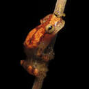 Image of Dendropsophus miyatai (Vigle & Goberdhan-Vigle 1990)