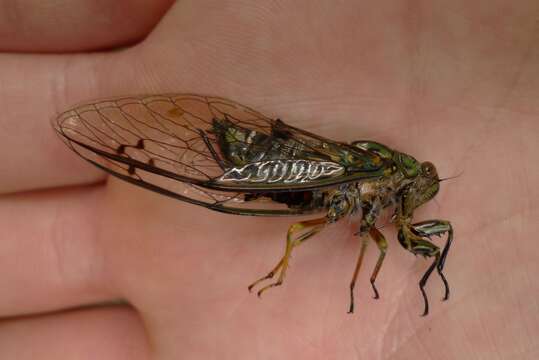 Image of chorus cicada