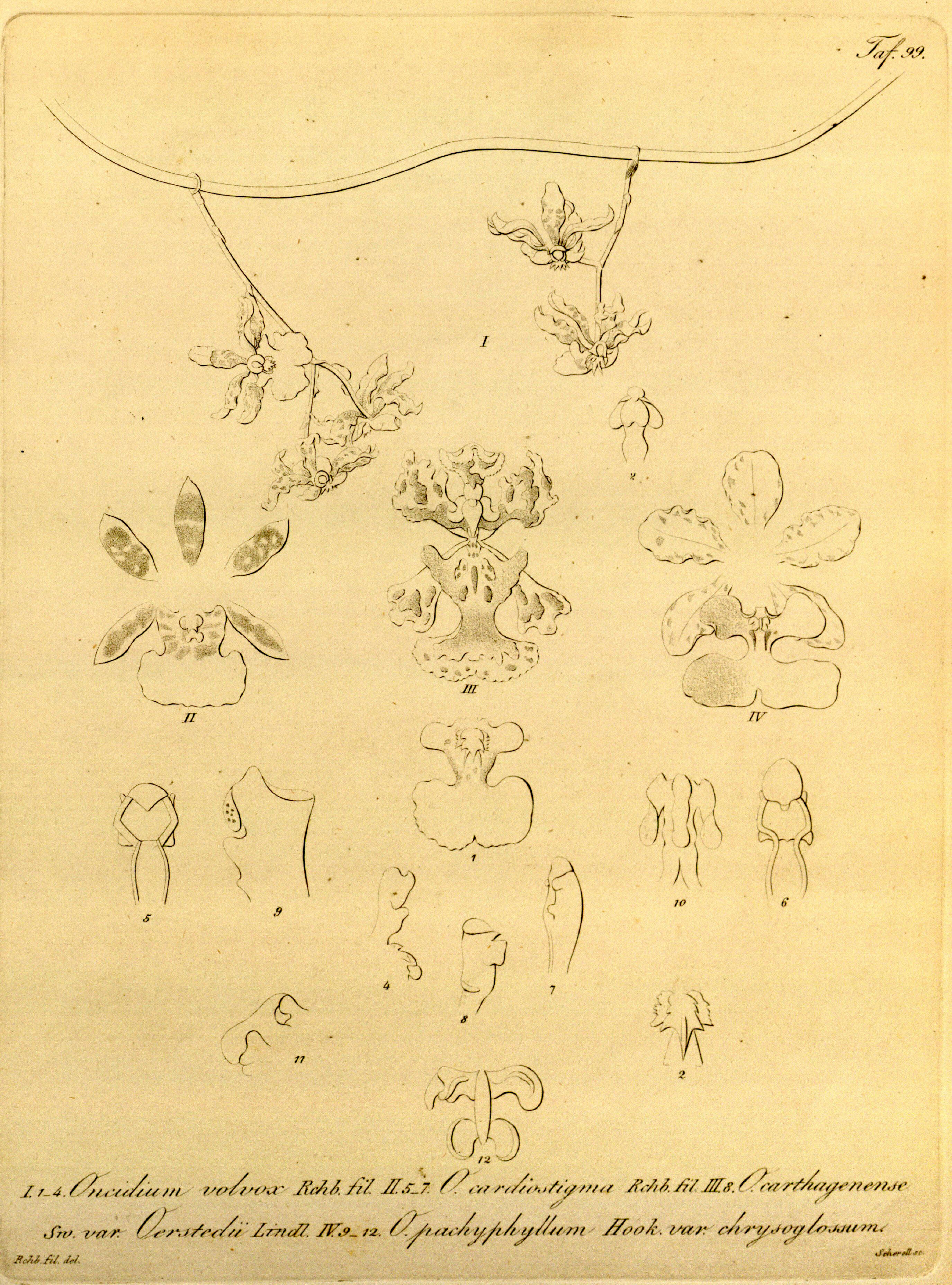 Image of Trichocentrum carthagenense (Jacq.) M. W. Chase & N. H. Williams