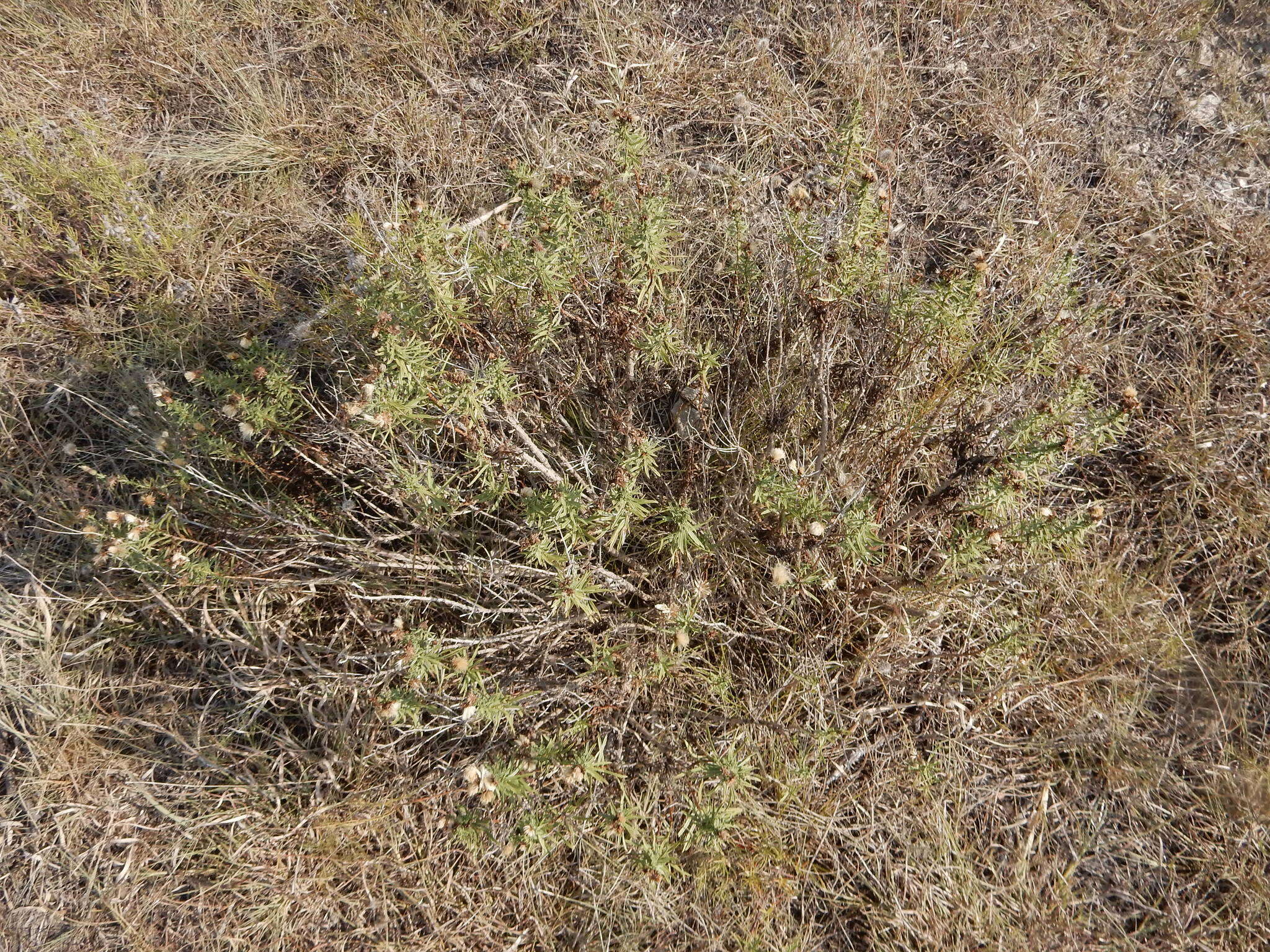 Image of prairie false willow