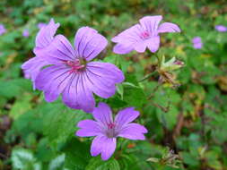 Image of Geranium × magnificum