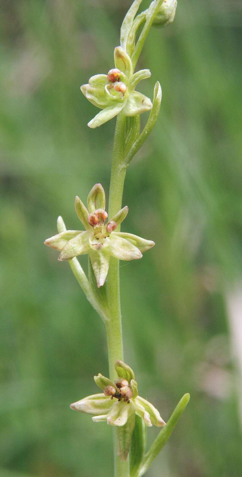 Image of Fly orchid