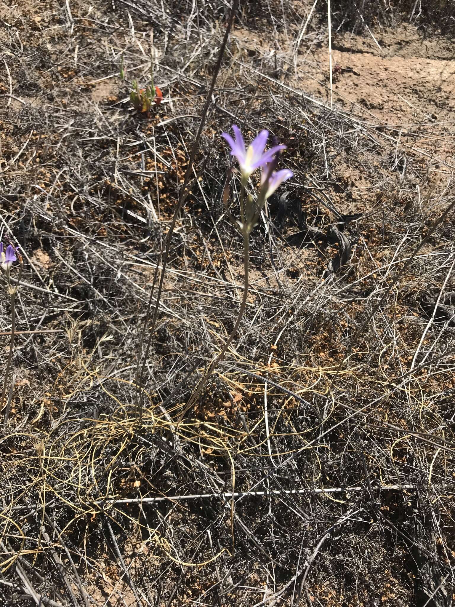 Image de Brodiaea orcuttii (Greene) Baker