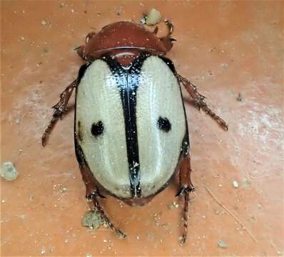 Image of Cyclocephala paraflora Martinez 1978