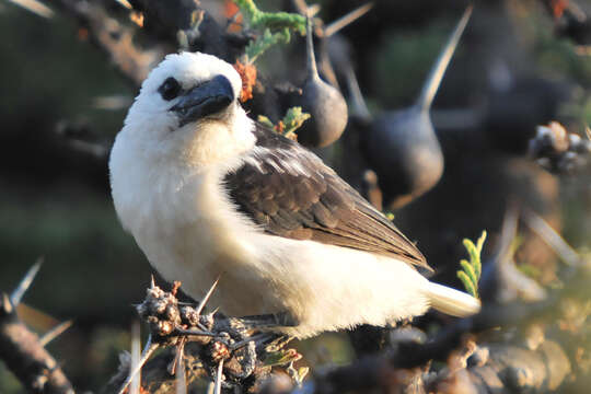 Image of White-headed Barbet