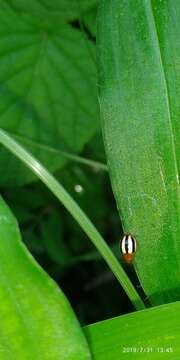 Image of Threestriped lady beetle