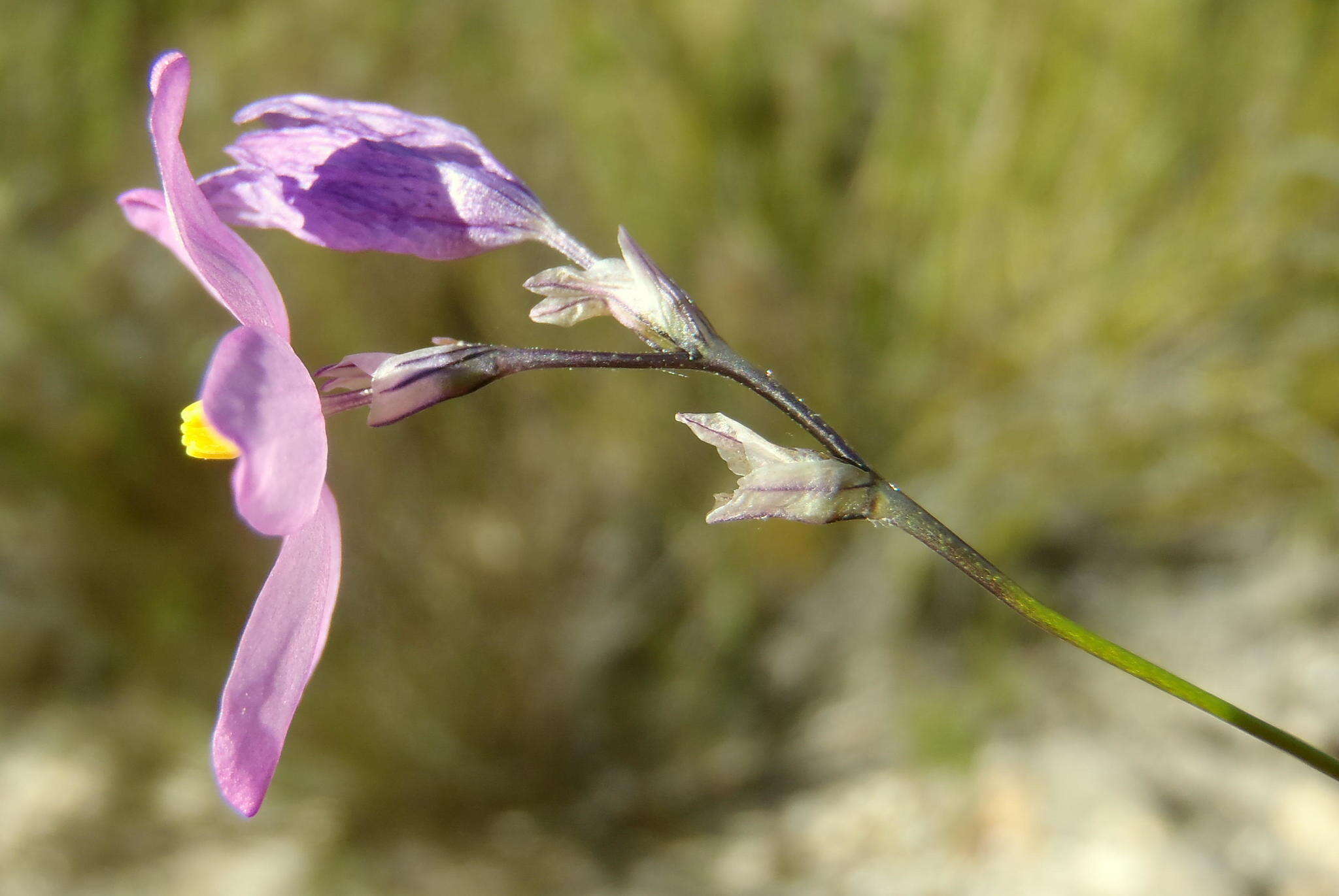 Image of Ixia confusa (G. J. Lewis) Goldblatt & J. C. Manning