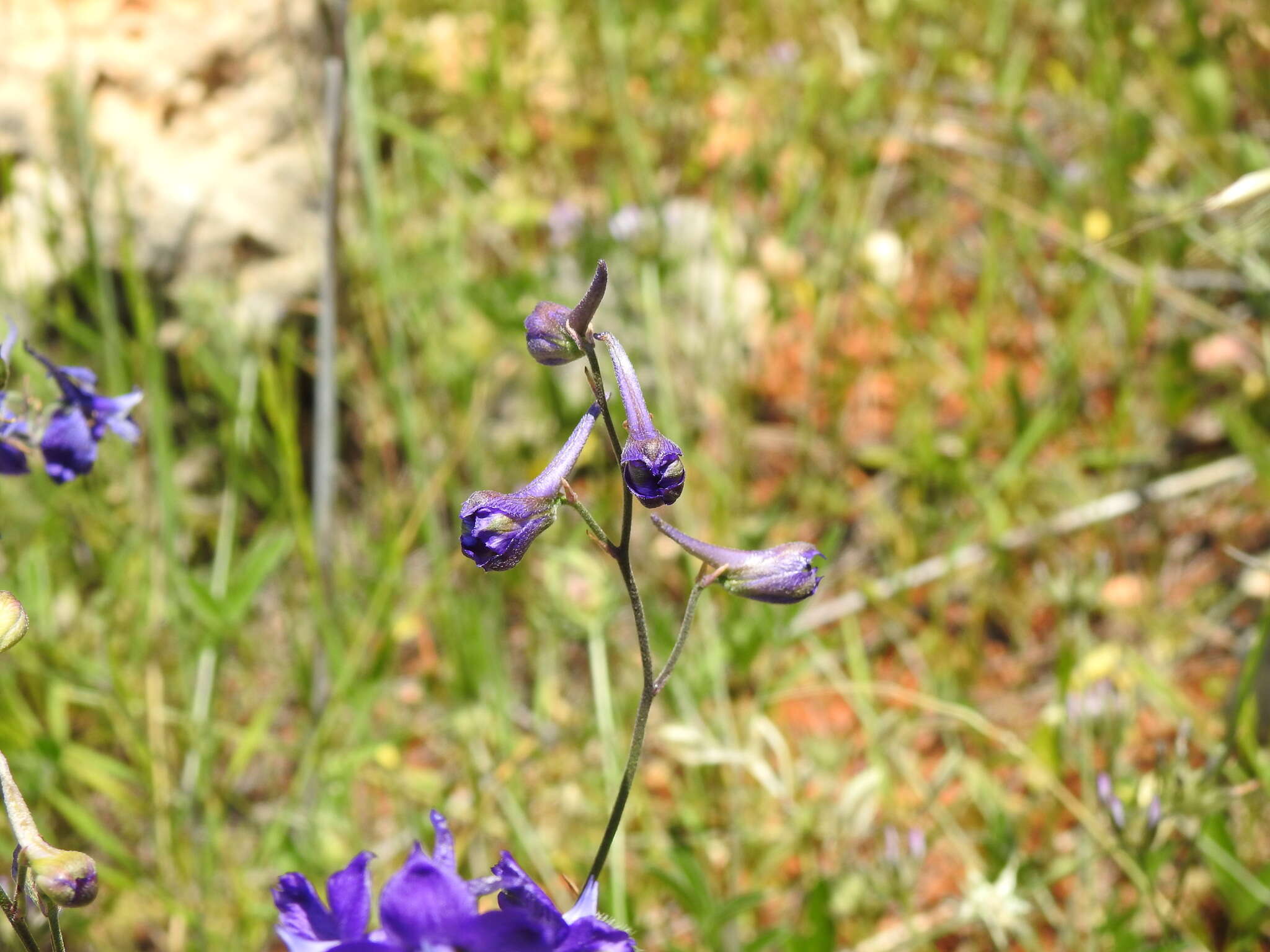 Image of Delphinium pentagynum Lam.