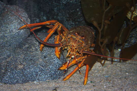 Image of Red Rock Lobster