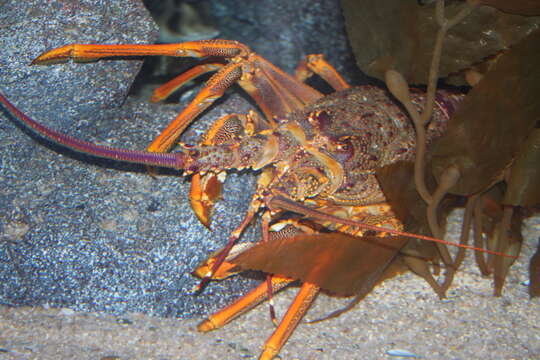 Image of Red Rock Lobster