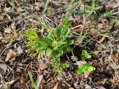 Image of clubmoss