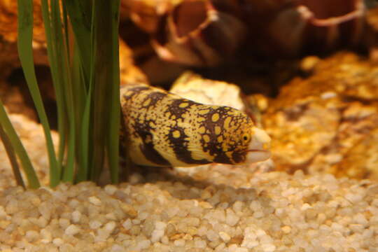 Image of Snowflake moray