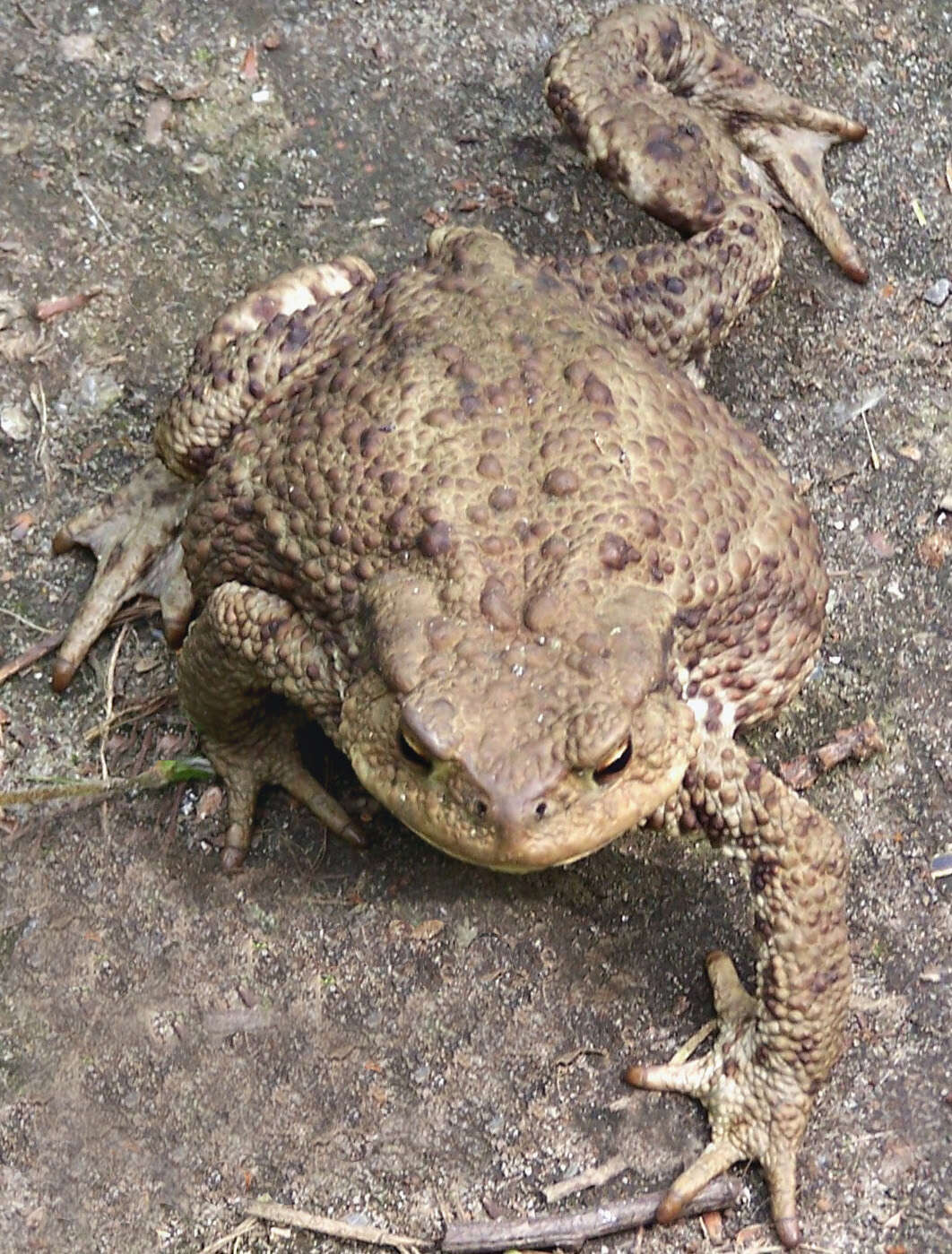 Image of Common Toad