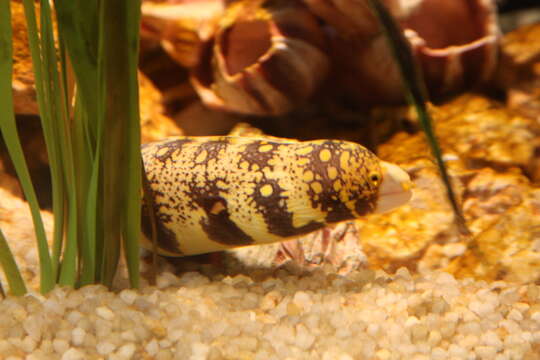 Image of Snowflake moray