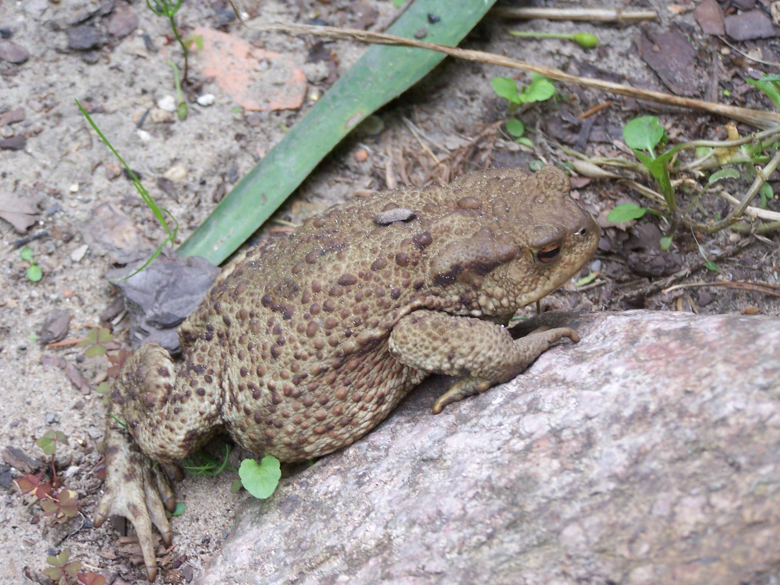 Image of Common Toad