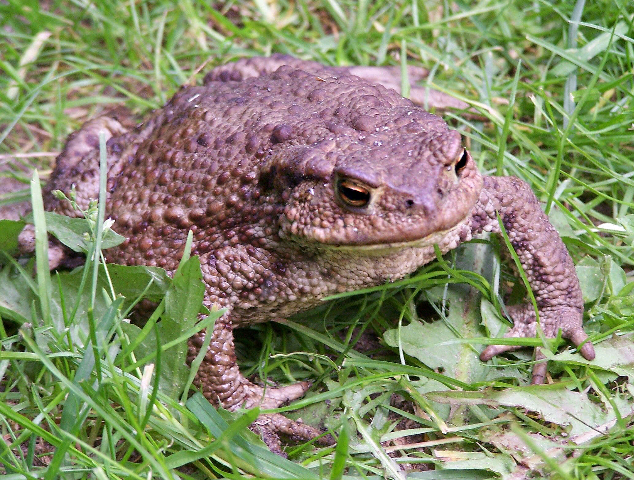 Image of Common Toad