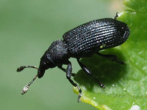 Image of Magdalis ruficornis Porta 1932