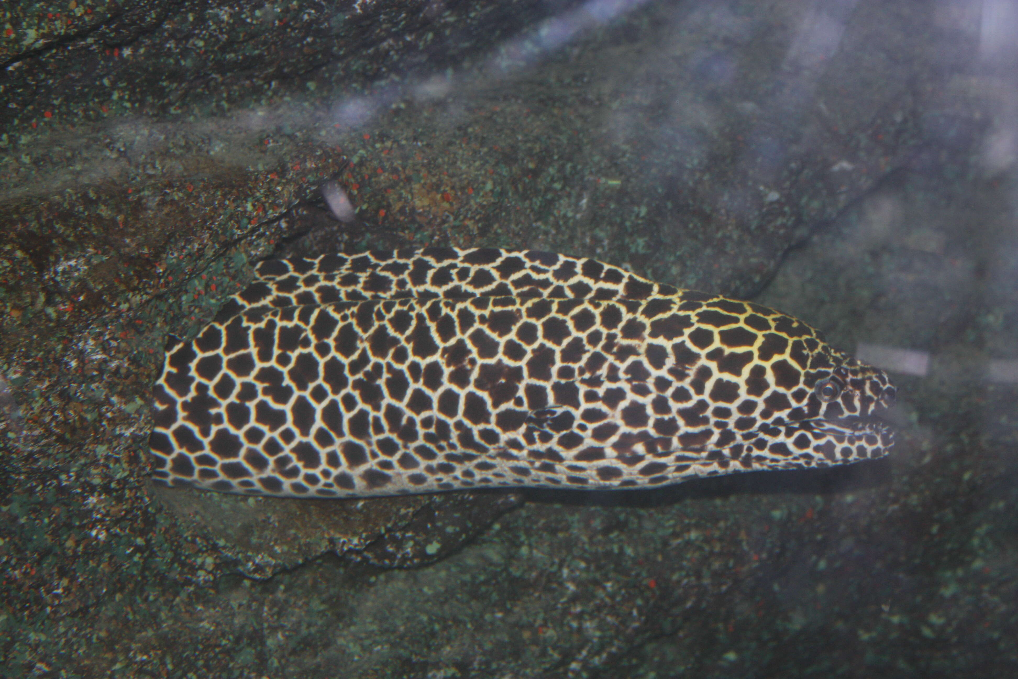 Image of honeycomb moray