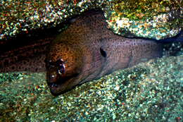 Image of Yellow edged moray